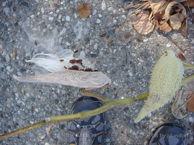 26 Shiawassee National Wildlife Refuge [2008 Nov 5].JPG - Scenes from Shiawassee National Wildlife Refuge in Michigan.